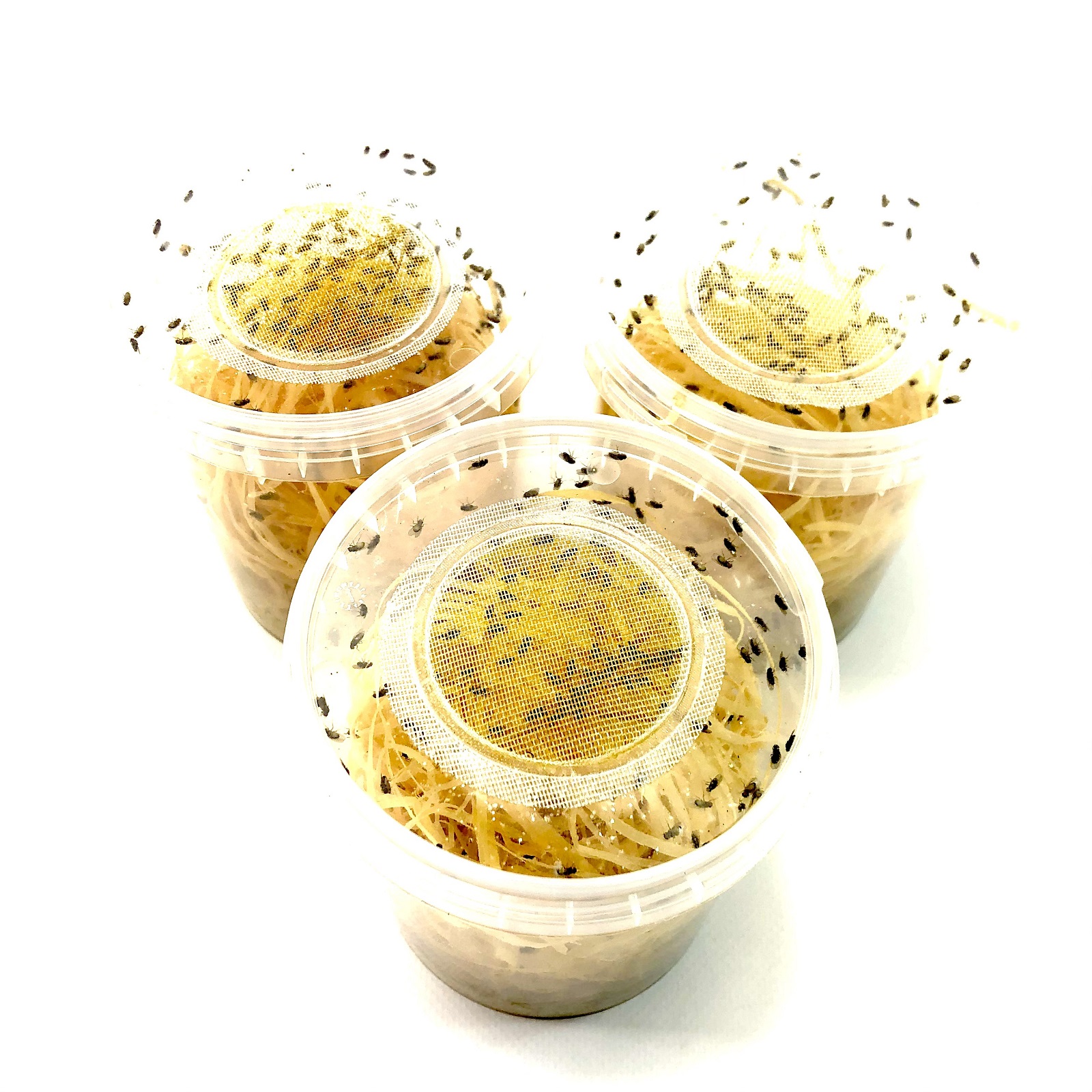 3 Dosen große Fruchtfliegen Drosophila
