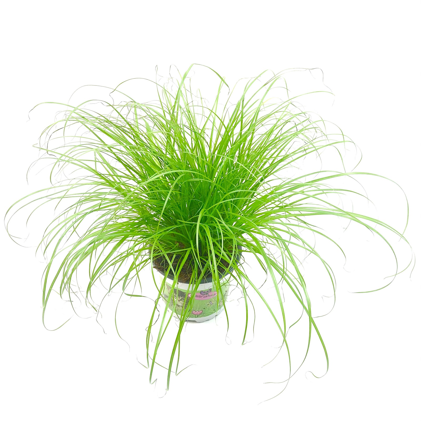 Kitty Grass A. cyperus