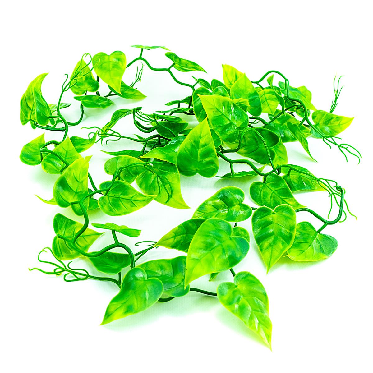 Philodendron Ranke