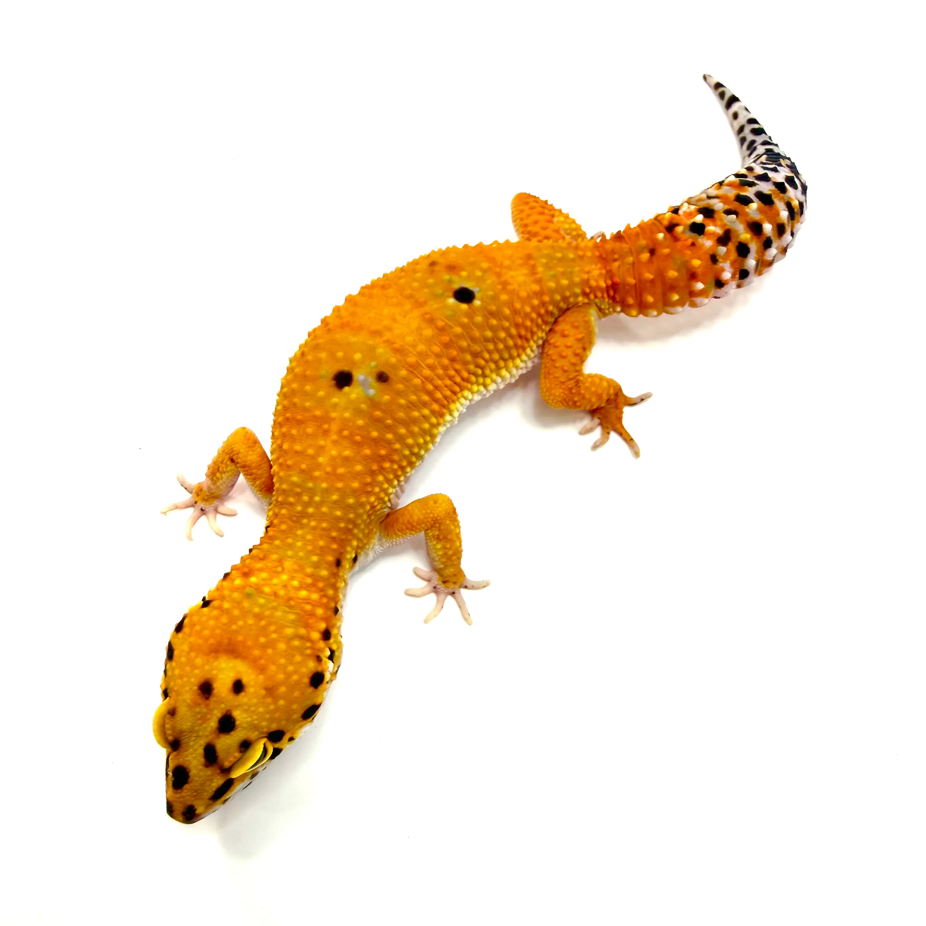 Tangerine