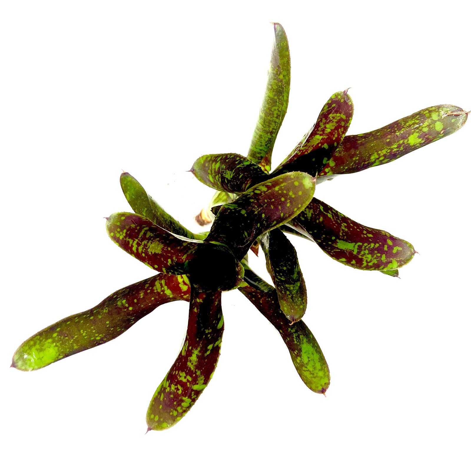 Neoregelia toshiya
