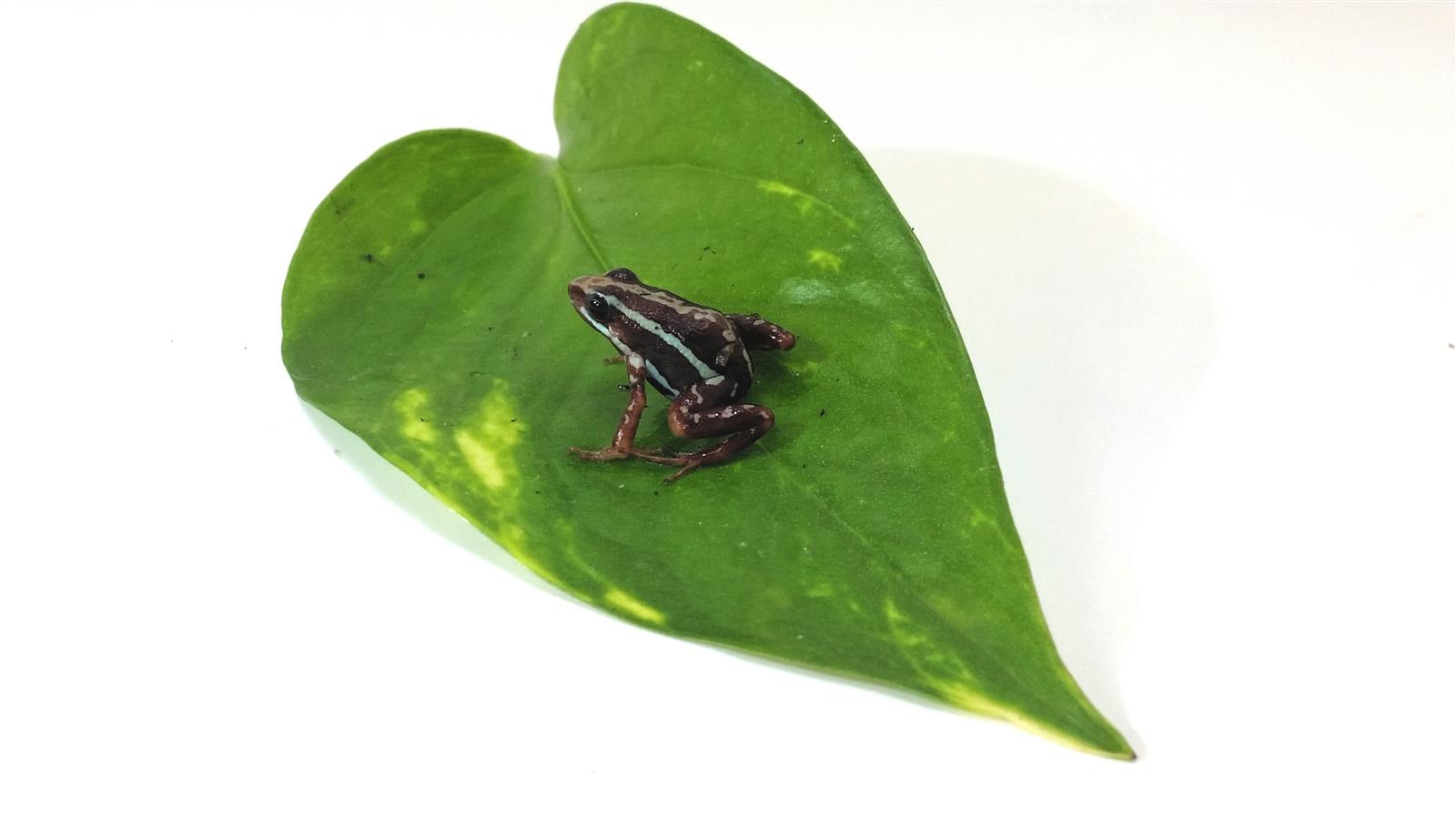 Epipedobates anthonyi  "tricolor" Dreifarbenbaumsteiger